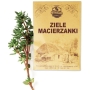 MACIERZANKA 50 G